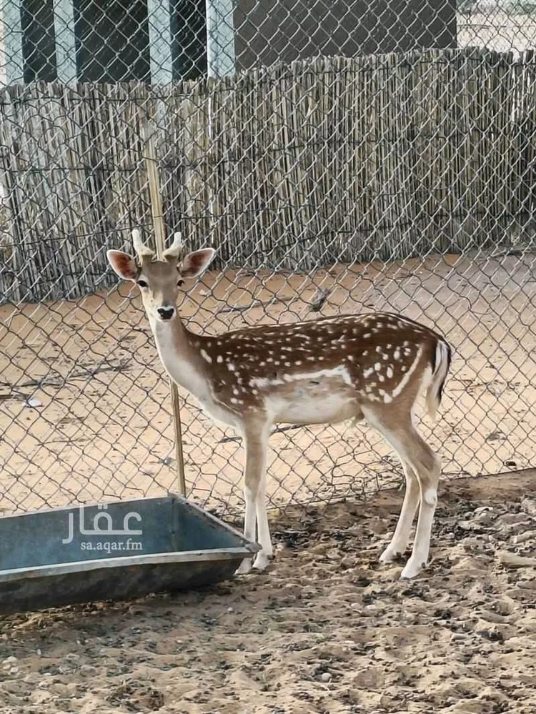 مزرعة للبيع في المجمعة 18