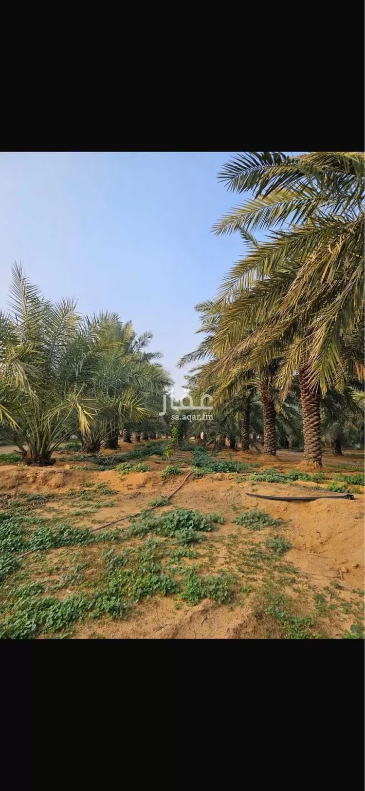 مزرعة للبيع في شارع بريده 999, حي عين حمزة, مدينة بريدة, منطقة القصيم صورة 3