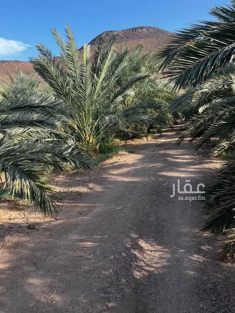 مزرعة للبيع في شارع المندسة 274 ، حي المندسة ، المدينة المنورة ، منطقة المدينة المنورة صورة 3