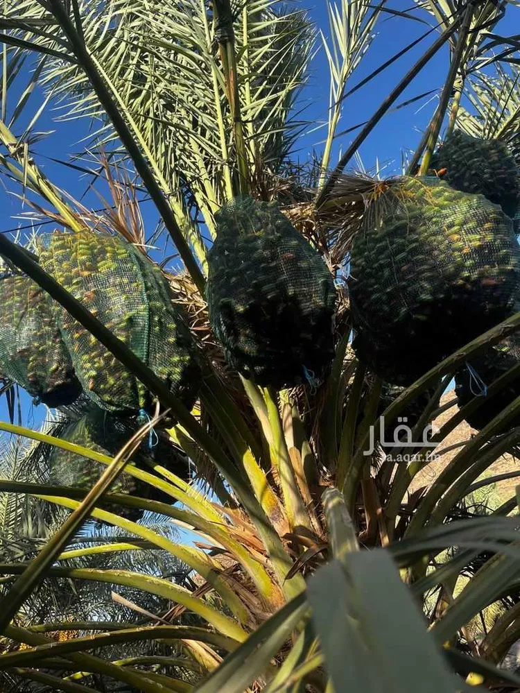 مزرعة للبيع في شارع المندسة 274 ، حي المندسة ، المدينة المنورة ، منطقة المدينة المنورة صورة 5