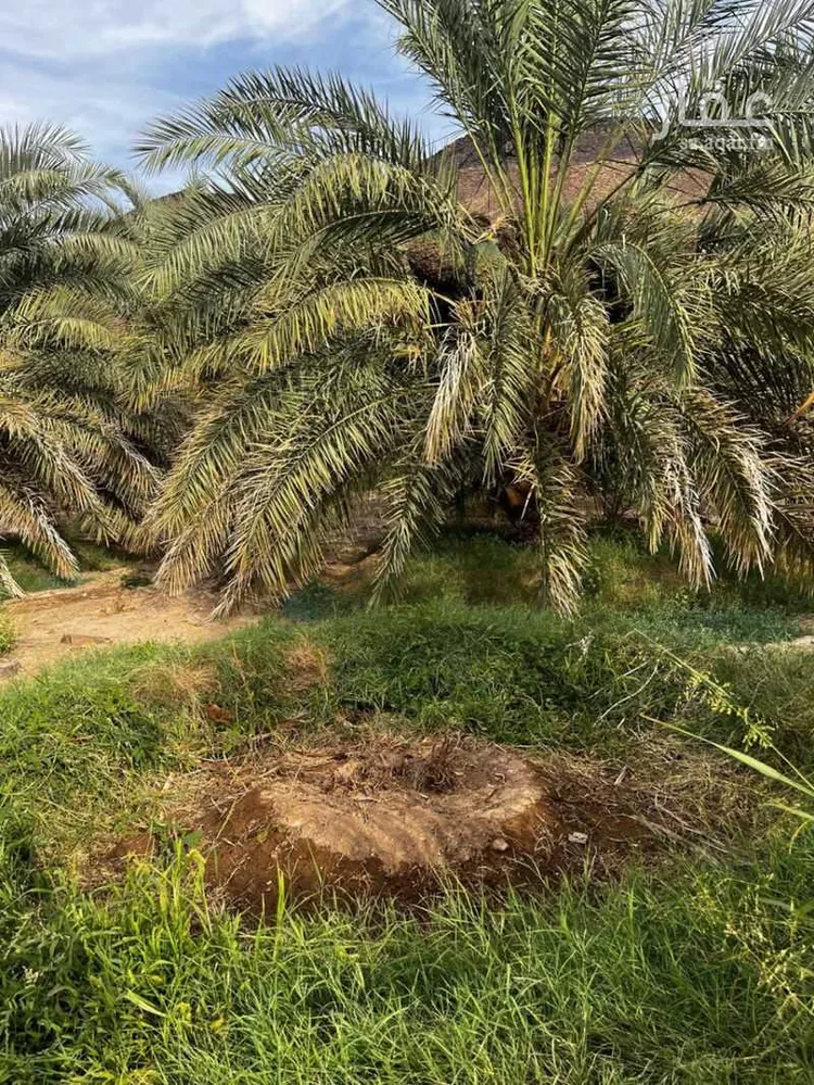 مزرعة للبيع في شارع المندسة 274 ، حي المندسة ، المدينة المنورة ، منطقة المدينة المنورة صورة 4