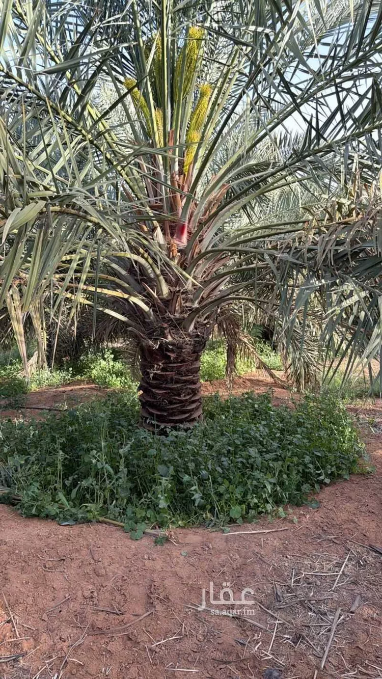 Land for Rent in Thadiq Ad Deerah Al Kadimah