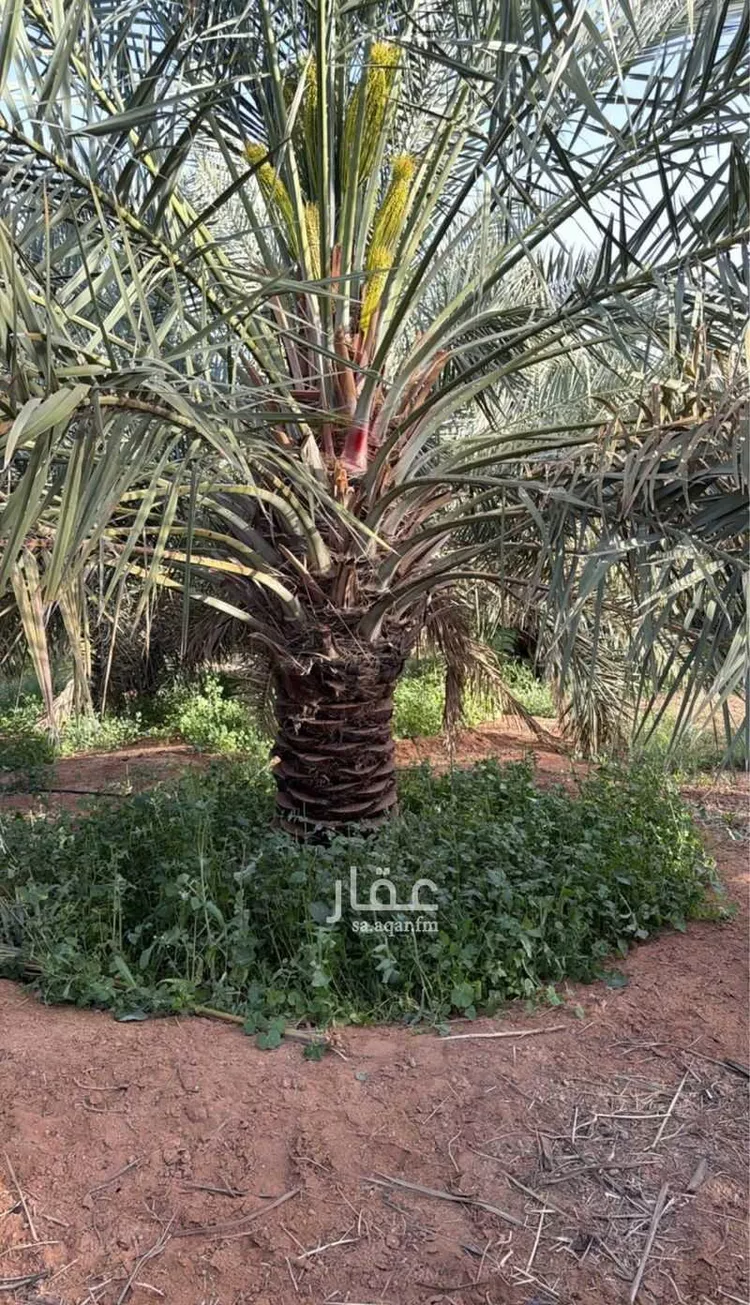 Farm for rent in Thadiq Ad Deerah Al Kadimah