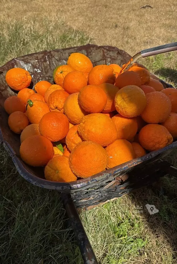 Farm for Sale in Hail An Nasim
