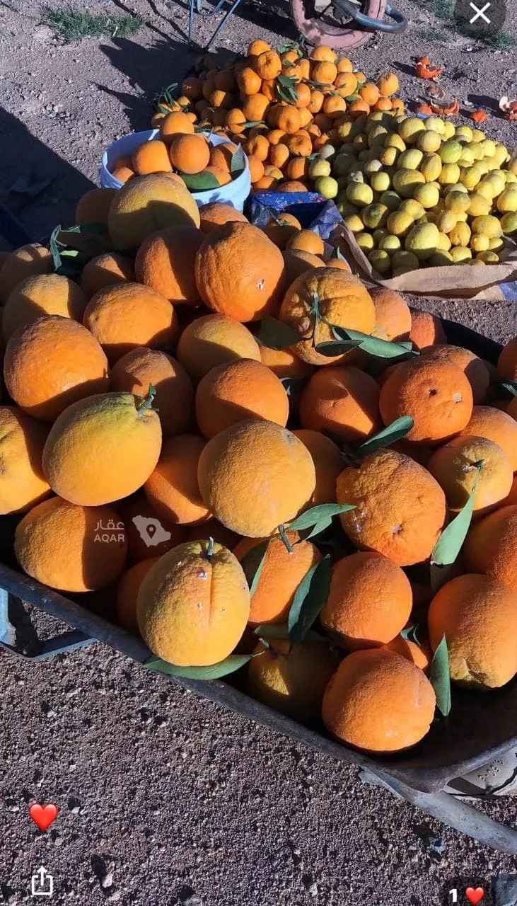 Farm for Sale in Hail An Nasim صورة 3