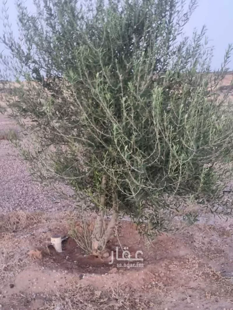 مزرعة للبيع في شارع الحفاير, حي حفائر العهين, مدينة الشملى, منطقة حائل 9