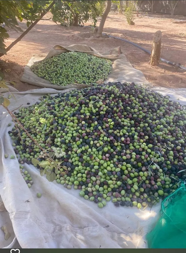 Farm for Sale in Hail An Nasim 6