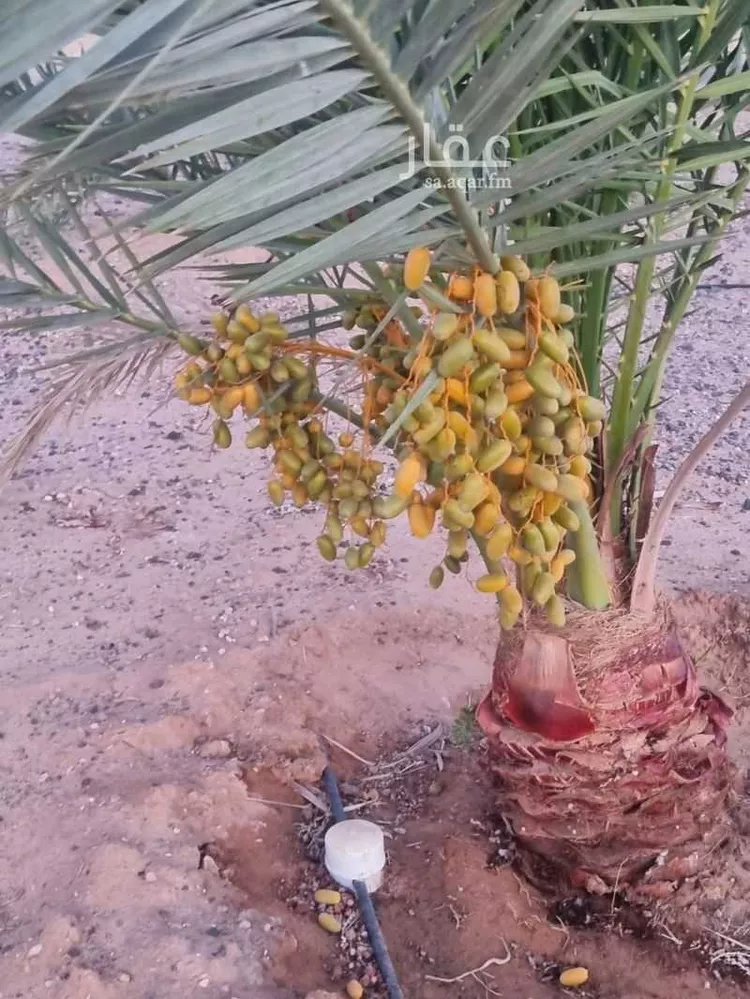 مزرعة للبيع في شارع الحفاير, حي حفائر العهين, مدينة الشملى, منطقة حائل صورة 2