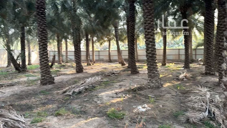 مزرعة للبيع في شارع بدون, مدينة الاحساء, المنطقة الشرقية صورة 2