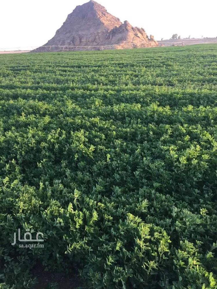 مزرعة للبيع في شارع القفيعي 282, مدينة القفيعى, منطقة حائل صورة 2