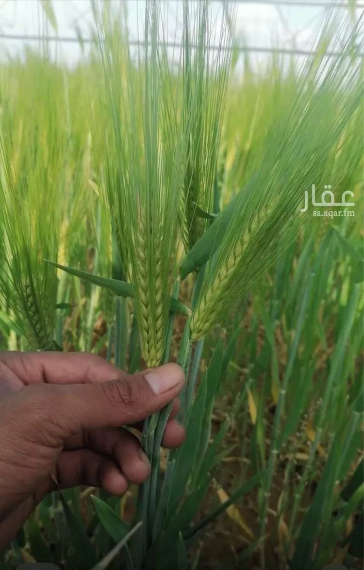 أرض للبيع في شارع طريق الملك فهد, حي الورود, مدينة تبوك, منطقة تبوك صورة 4