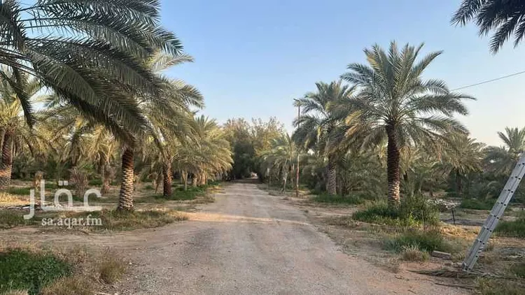 Farm for Sale in Thadiq Ad Deerah Al Kadimah صورة 2