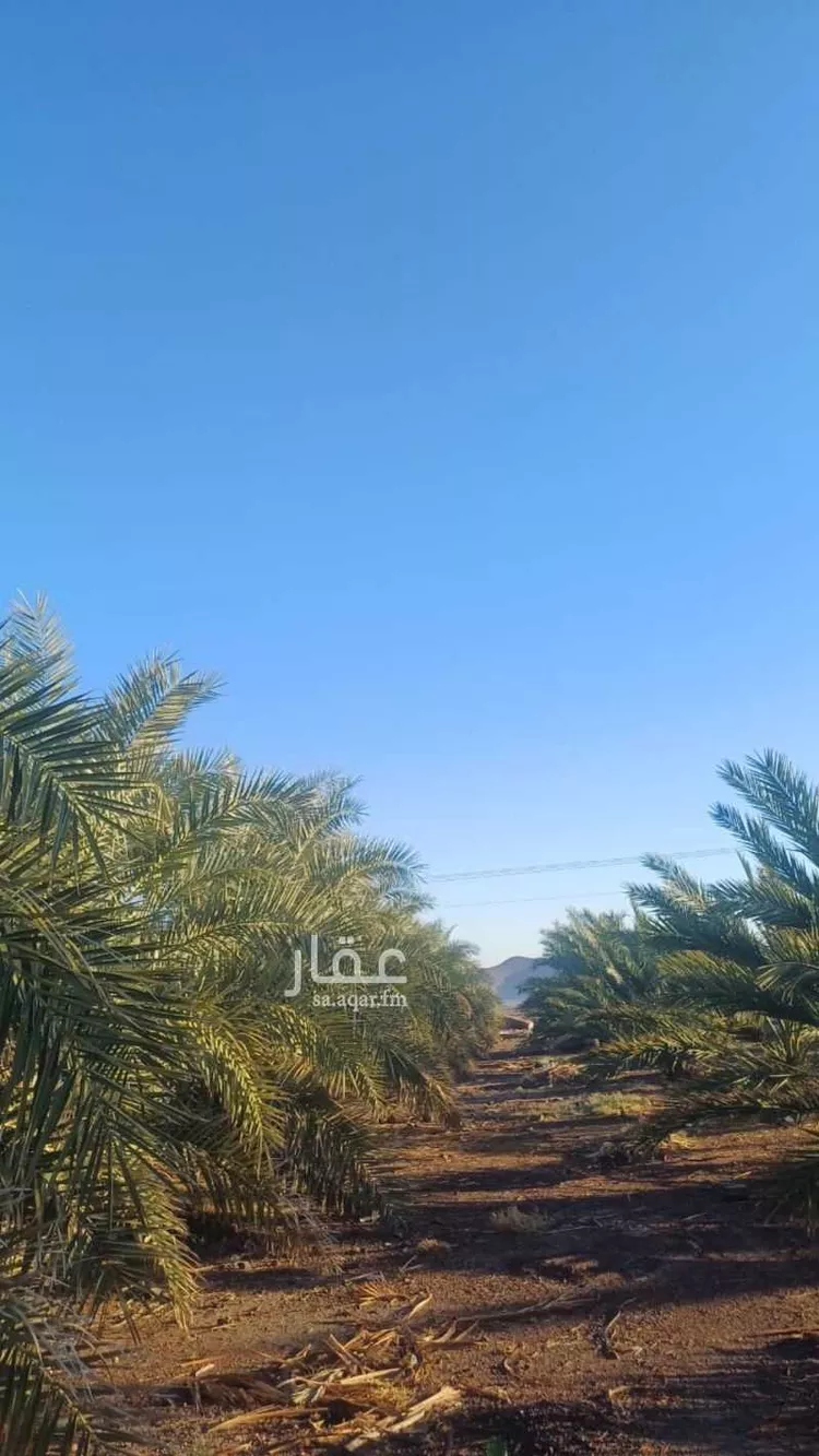 مزرعة للبيع في شارع المليليح 921, حي المليليح, مدينة المدينة المنورة, منطقة المدينة المنورة 7