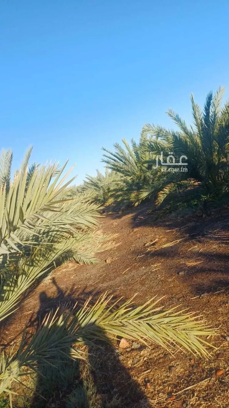 مزرعة للبيع في شارع المليليح 921, حي المليليح, مدينة المدينة المنورة, منطقة المدينة المنورة 10