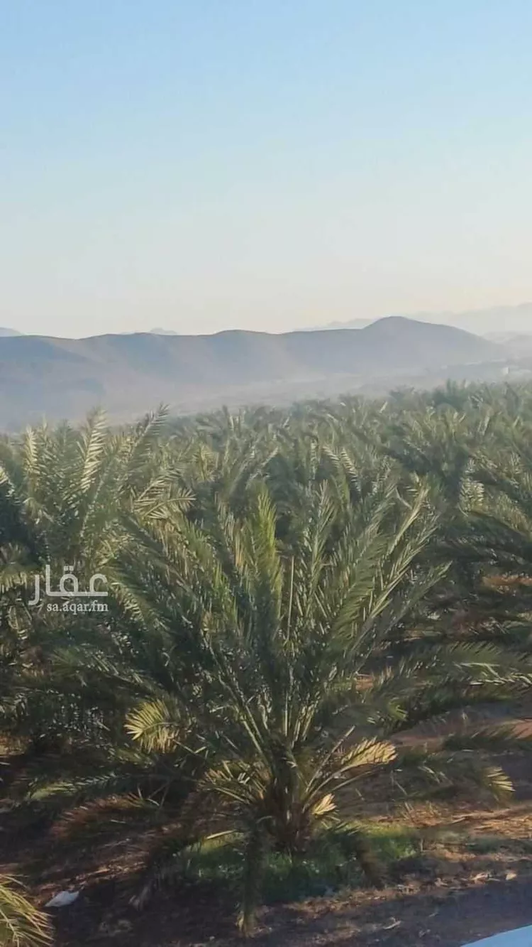 مزرعة للبيع في شارع المليليح 921, حي المليليح, مدينة المدينة المنورة, منطقة المدينة المنورة 6