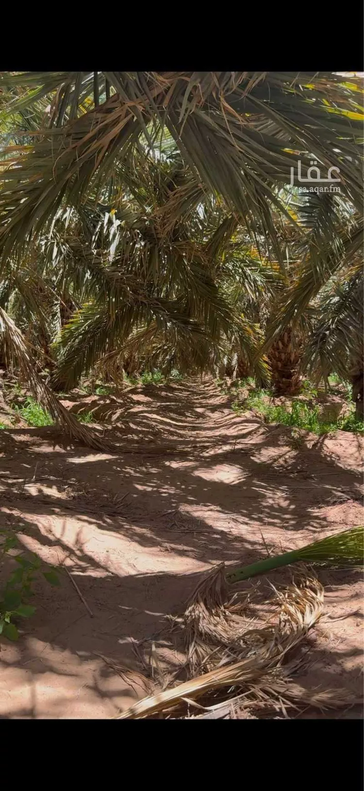 مزرعة للبيع في شارع المندسة 1049 ، المدينة المنورة ، منطقة المدينة المنورة صورة 4