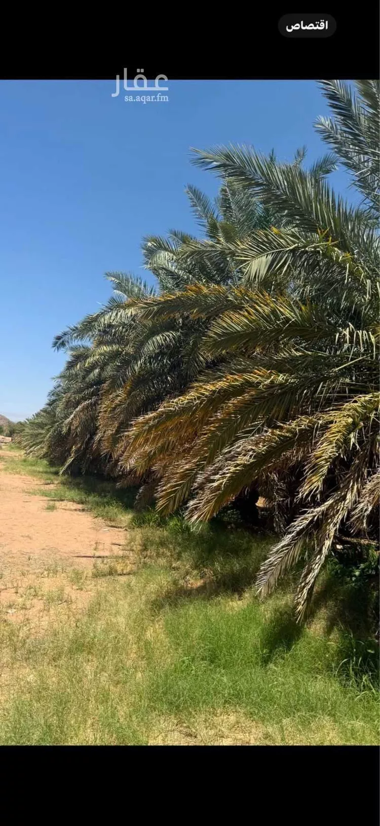 مزرعة للبيع في شارع المندسة 1049 ، المدينة المنورة ، منطقة المدينة المنورة صورة 2