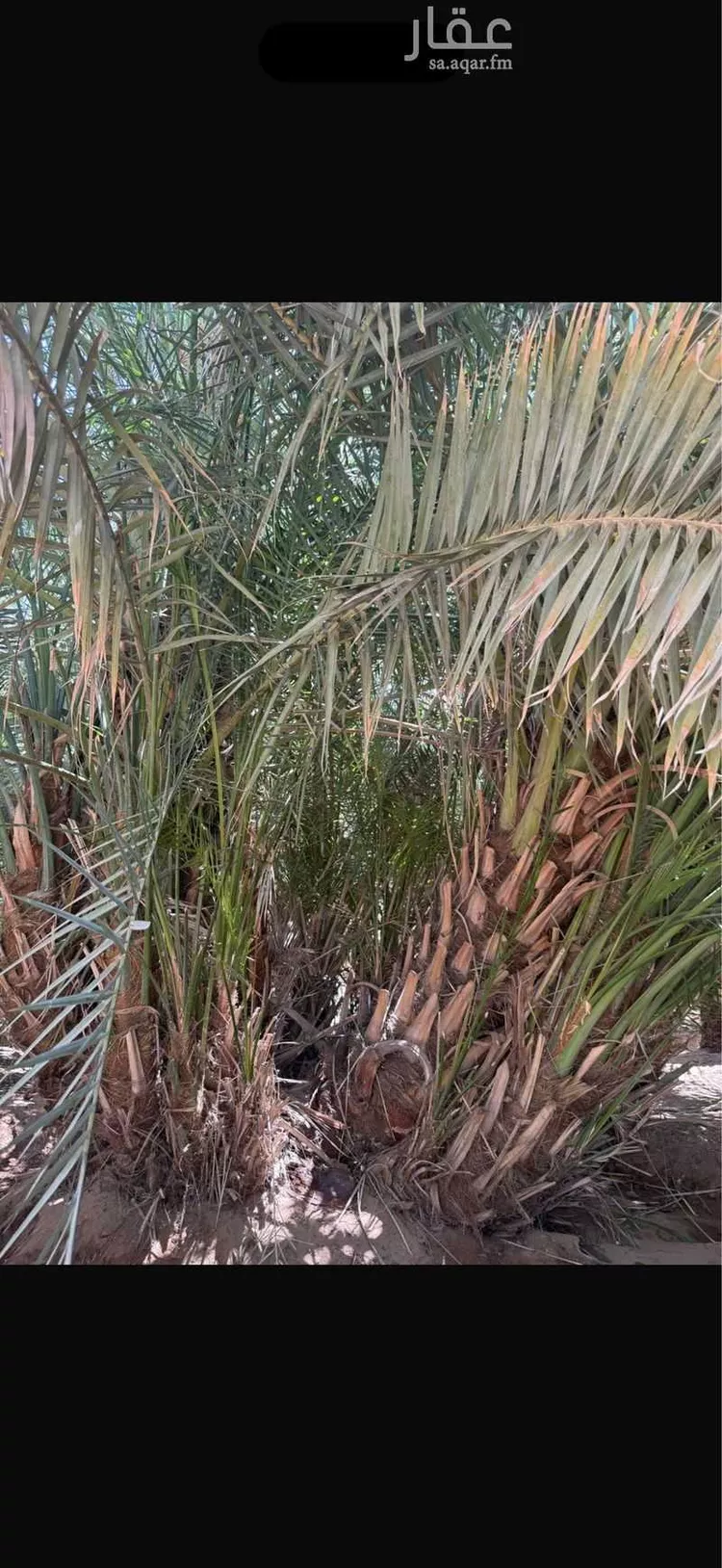 مزرعة للبيع في شارع المندسة 1049 ، المدينة المنورة ، منطقة المدينة المنورة صورة 3