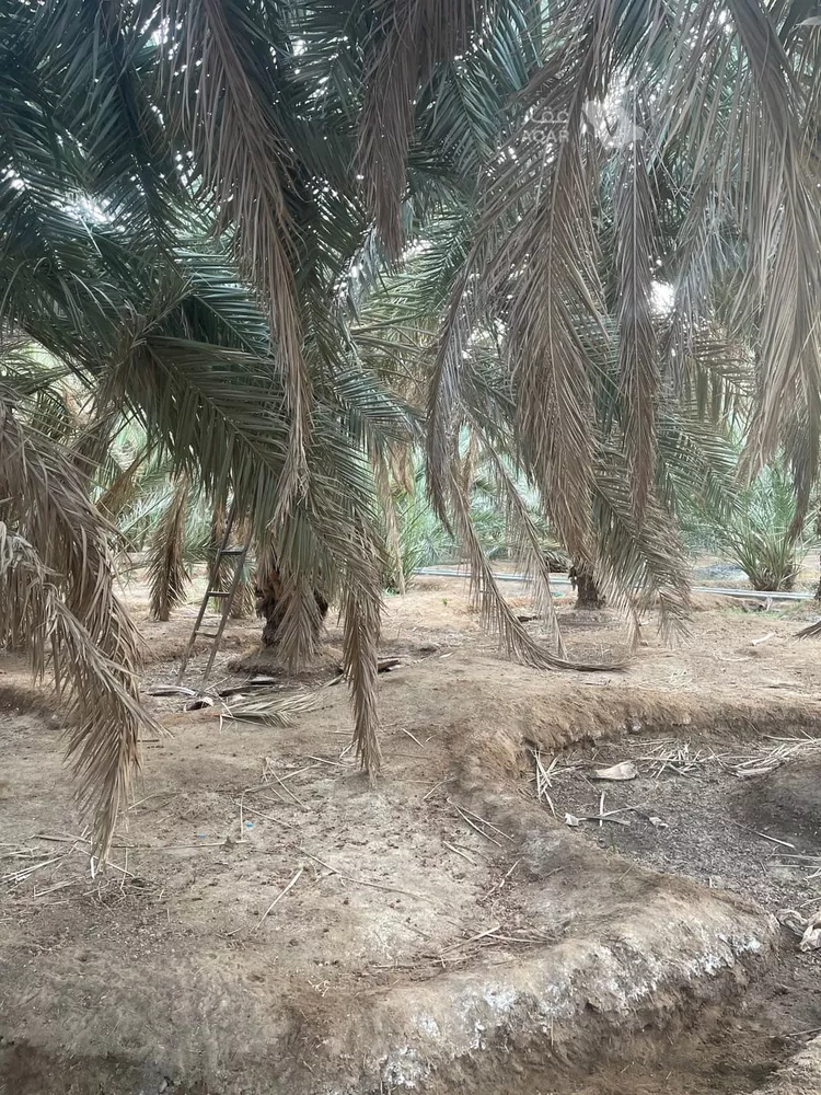 مزرعة للبيع في شارع المندسة 156, حي المندسة, مدينة المدينة المنورة, منطقة المدينة المنورة 8