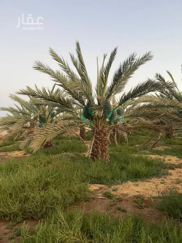 مزرعة للبيع في شارع المليليح 116, حي المليليح, مدينة المدينه المنوره, منطقة المدينة المنورة