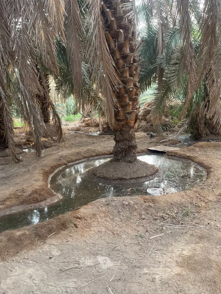Farm for Sale in Medina Al Balqaa 13