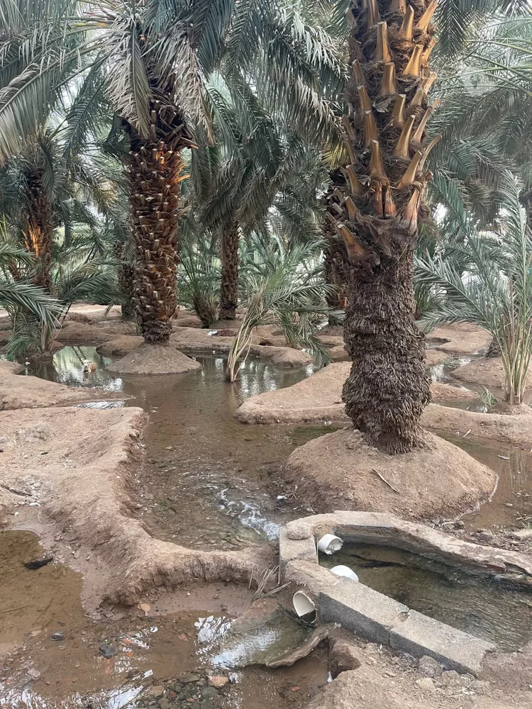 Farm for Sale in Medina Al Balqaa صورة 5