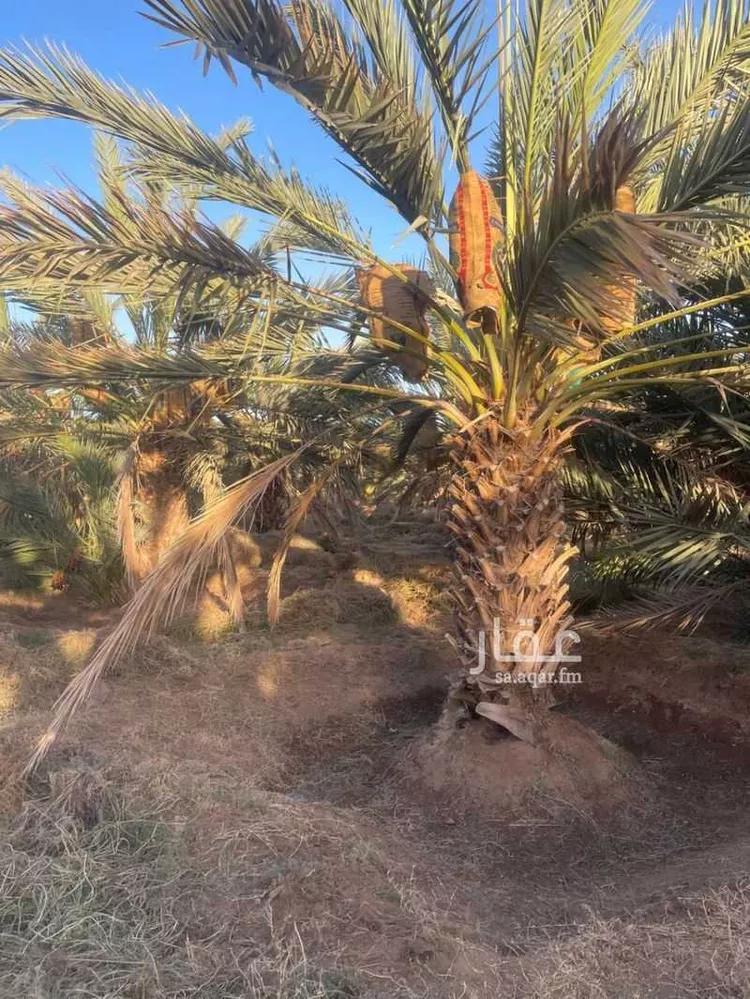 مزرعة للبيع في شارع المليليح 116, حي المليليح, مدينة المدينه المنوره, منطقة المدينة المنورة صورة 3