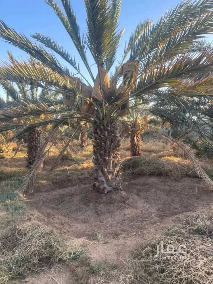 مزرعة للبيع في شارع المليليح 116, حي المليليح, مدينة المدينه المنوره, منطقة المدينة المنورة صورة 2