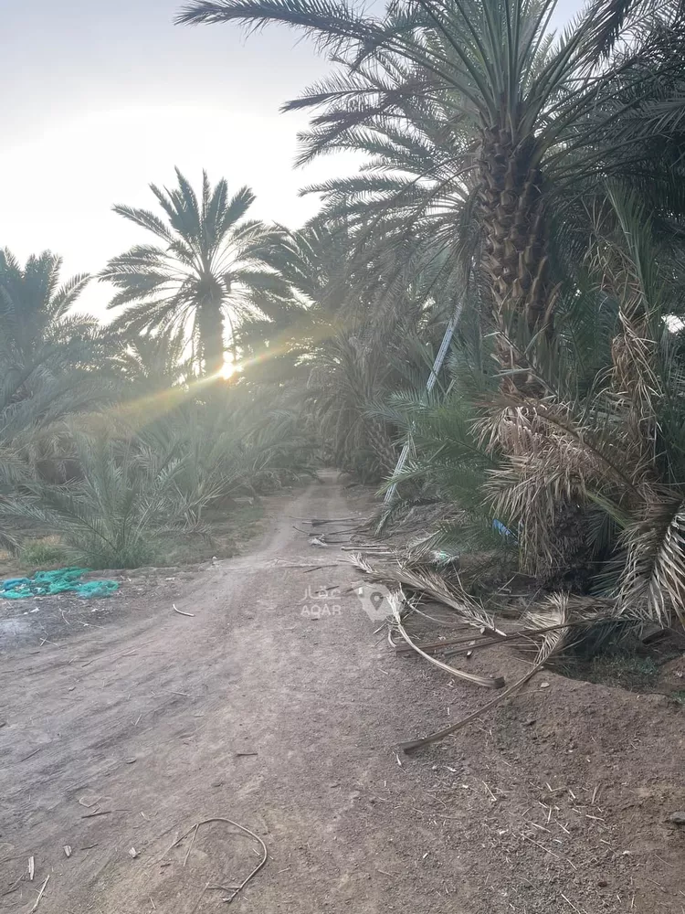 مزرعة للبيع في شارع المندسة 156, حي المندسة, مدينة المدينة المنورة, منطقة المدينة المنورة 3