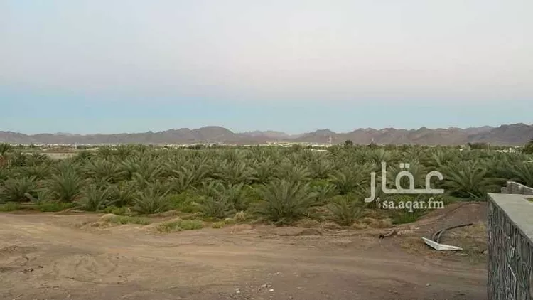 مزرعة للبيع في شارع المليليح 116, حي المليليح, مدينة المدينه المنوره, منطقة المدينة المنورة صورة 5