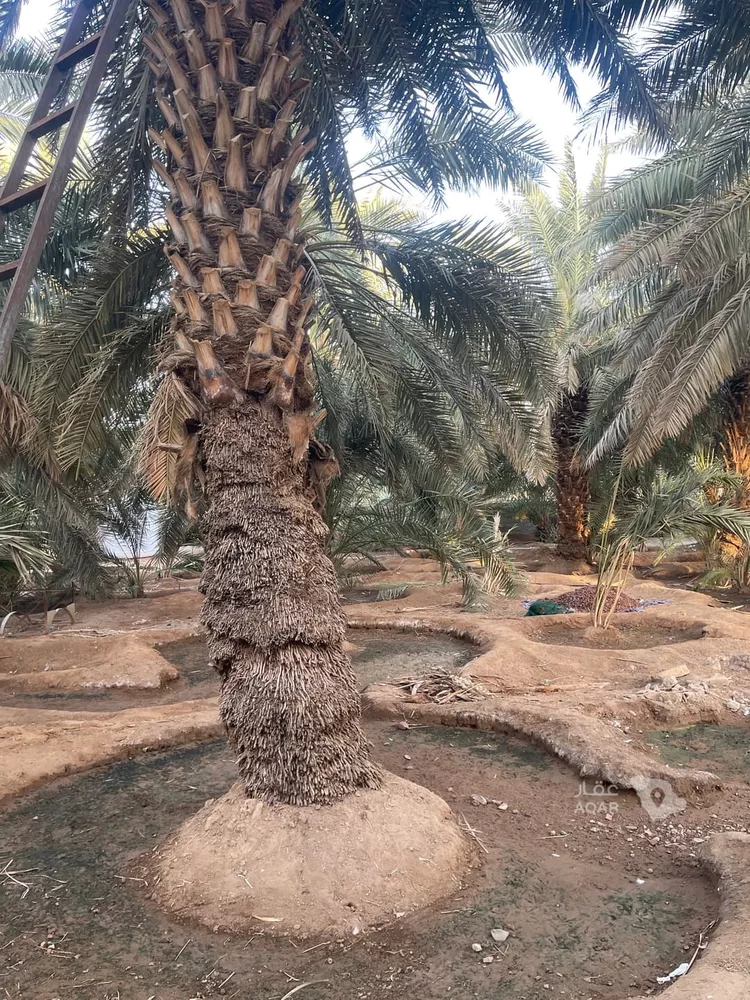 مزرعة للبيع في شارع المندسة 156, حي المندسة, مدينة المدينة المنورة, منطقة المدينة المنورة 4
