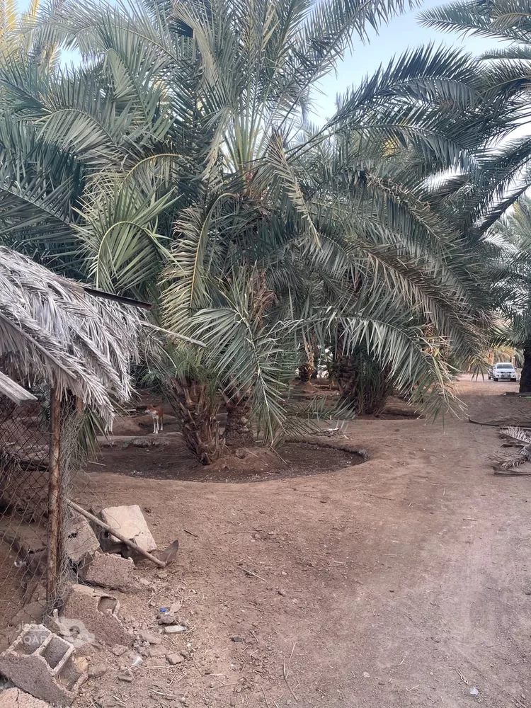 مزرعة للبيع في شارع المندسة 156, حي المندسة, مدينة المدينة المنورة, منطقة المدينة المنورة 5