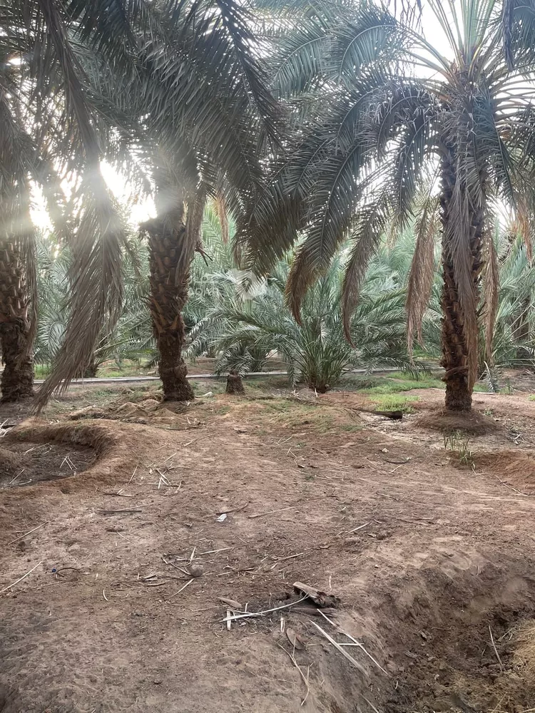 مزرعة للبيع في شارع المندسة 156, حي المندسة, مدينة المدينة المنورة, منطقة المدينة المنورة 7