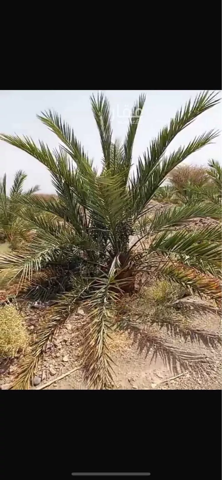مزرعة للبيع في شارع الوادي, حي المليليح, مدينة المدينه المنوره, منطقة المدينة المنورة