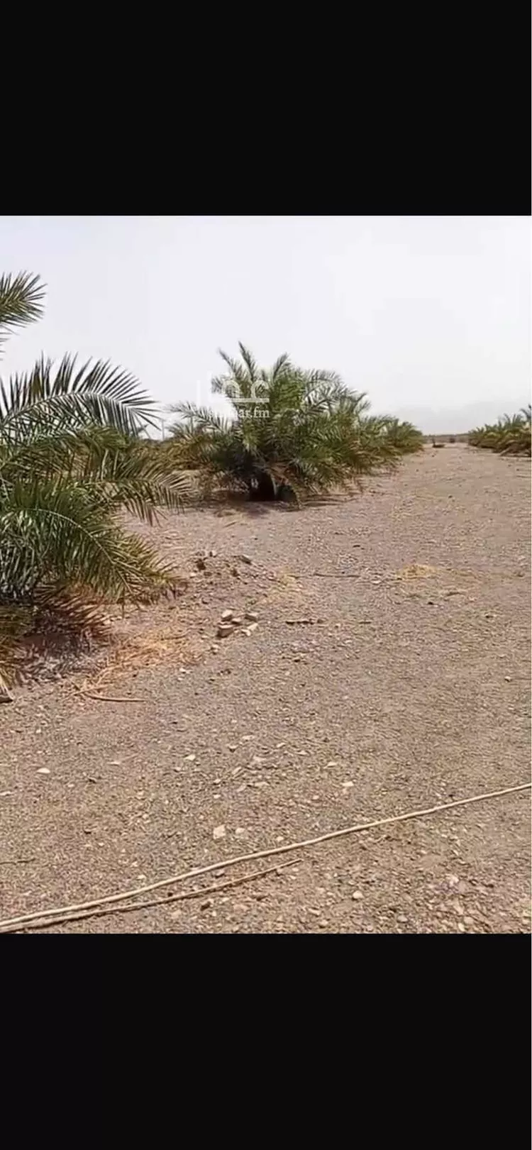 مزرعة للبيع في شارع الوادي, حي المليليح, مدينة المدينه المنوره, منطقة المدينة المنورة صورة 3