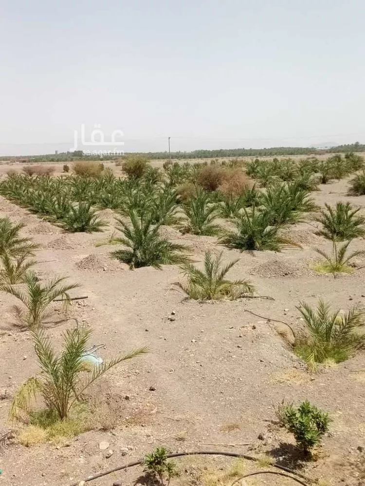 مزرعة للبيع في شارع الوادي, حي المليليح, مدينة المدينه المنوره, منطقة المدينة المنورة صورة 5