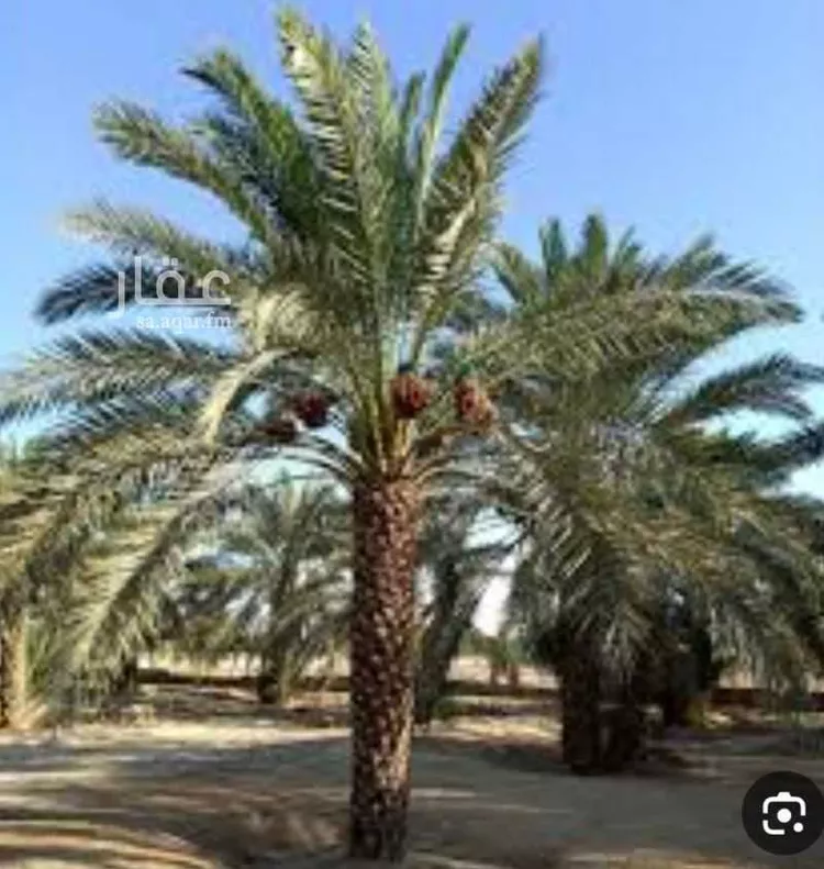 مزرعة للبيع في شارع  الضلفعه 520 , حي الشيحيه, مدينة الشيحيه, منطقة القصيم