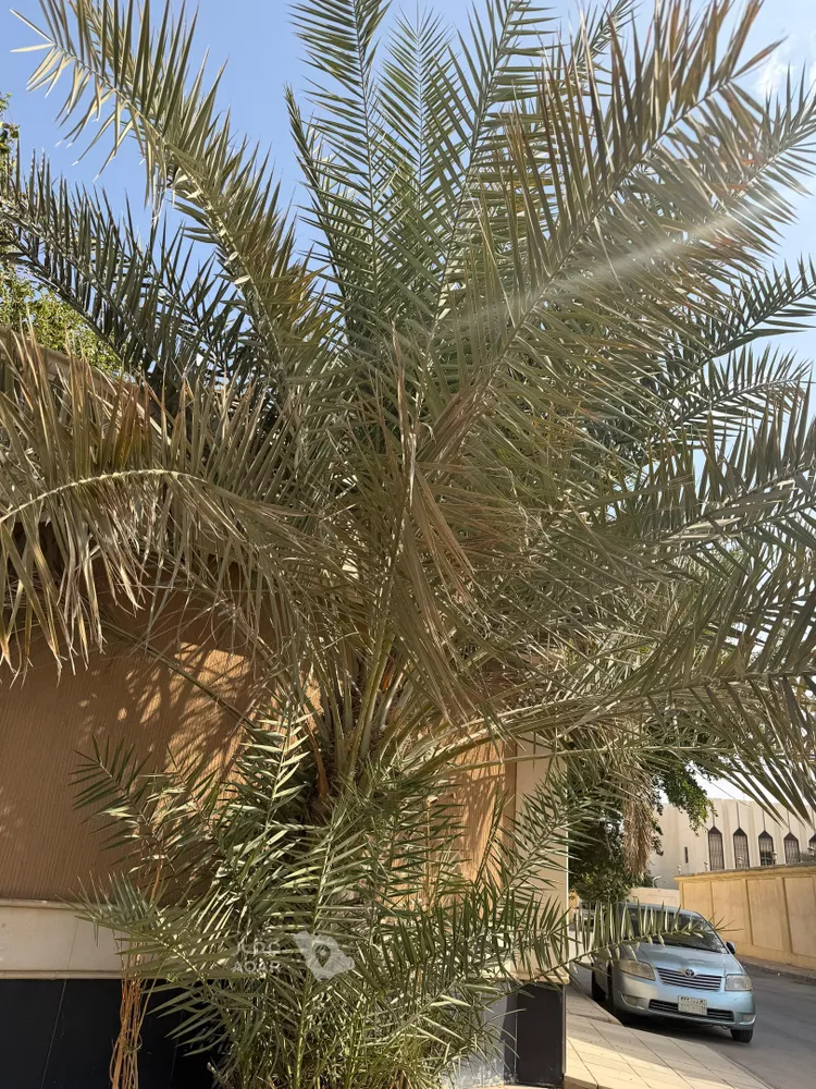 فيلا للبيع في حي الربوة, مدينة الرياض, منطقة الرياض صورة 3