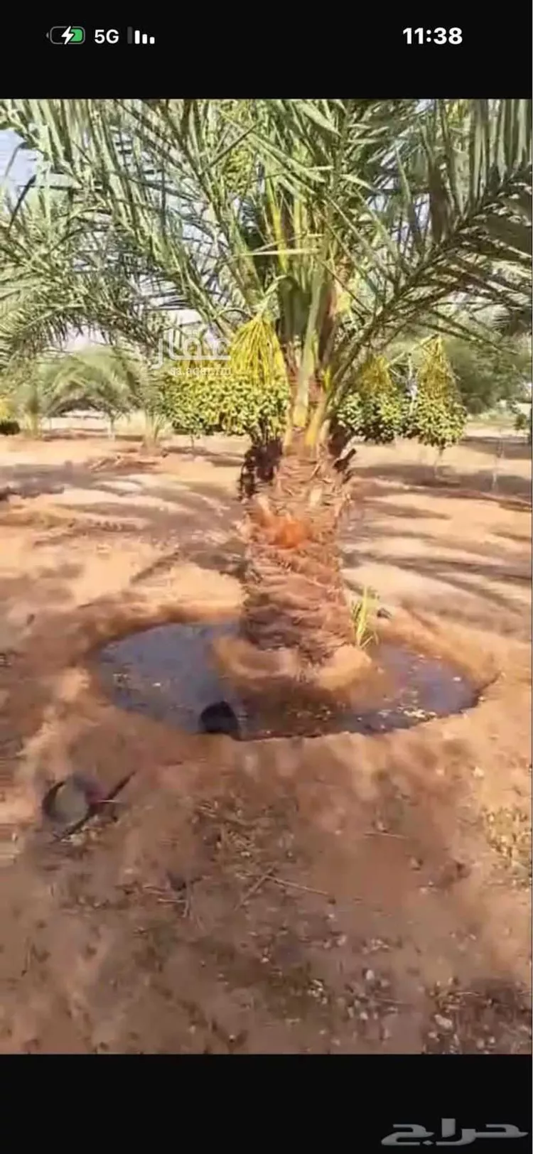مزرعة للبيع في شارع طريق الملك عبدالعزيز, حي الورود, مدينة ضرما, منطقة الرياض صورة 5