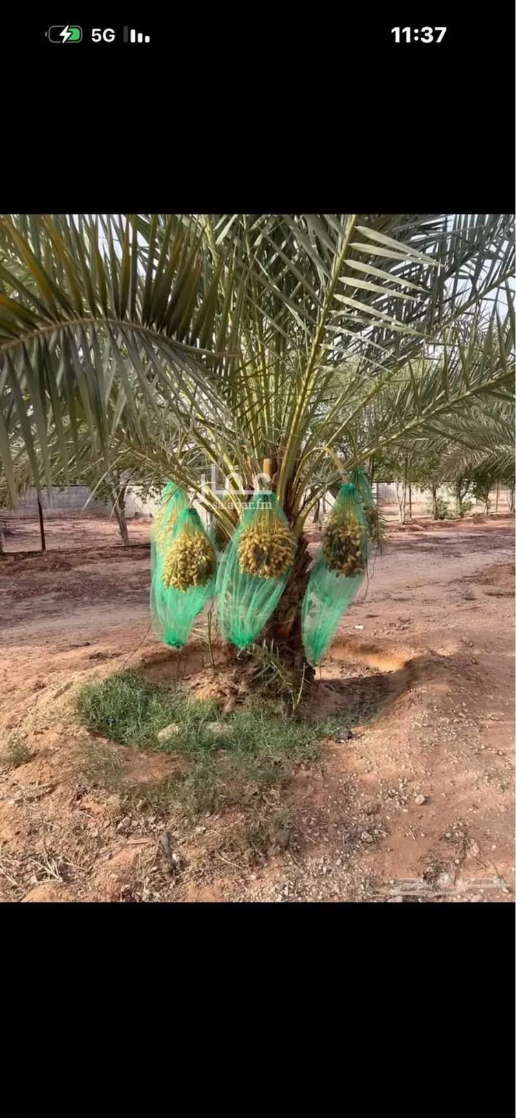 مزرعة للبيع في شارع طريق الملك عبدالعزيز, حي الورود, مدينة ضرما, منطقة الرياض صورة 4