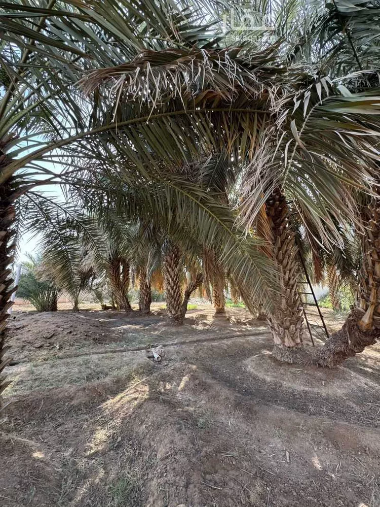 مزرعة للبيع في شارع عبد الله بن انيس, حي العيون, مدينة المدينه المنوره, منطقة المدينة المنورة صورة 3