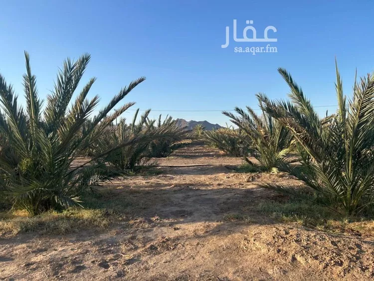 مزرعة للبيع في شارع ضواحي 112, حي المليليح, مدينة المدينه المنوره, منطقة المدينة المنورة صورة 3