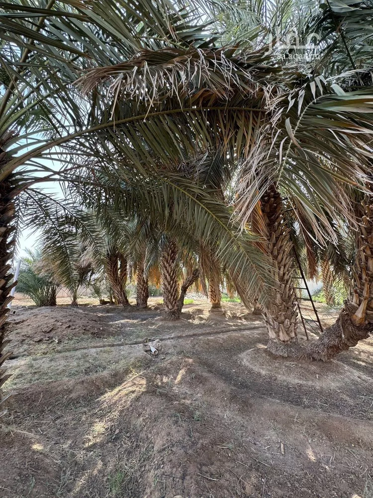 مزرعة للبيع في شارع عثمان بن عفان , حي العيون, مدينة المدينه المنوره, منطقة المدينة المنورة صورة 3
