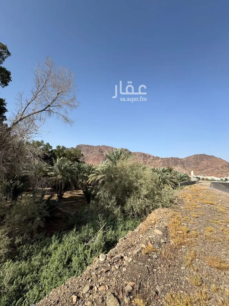 أرض للإيجار في شارع عبد الله بن انيس, حي العيون, مدينة المدينه المنوره, منطقة المدينة المنورة صورة 3