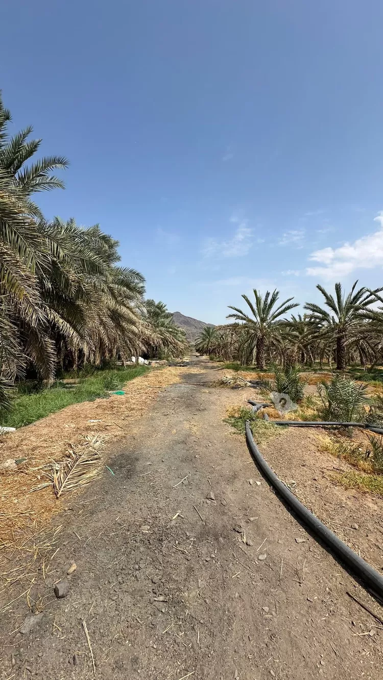 مزرعة للبيع في شارع عز الدين الداري, حي وادي الحمض, مدينة المدينة المنورة, منطقة المدينة المنورة 2