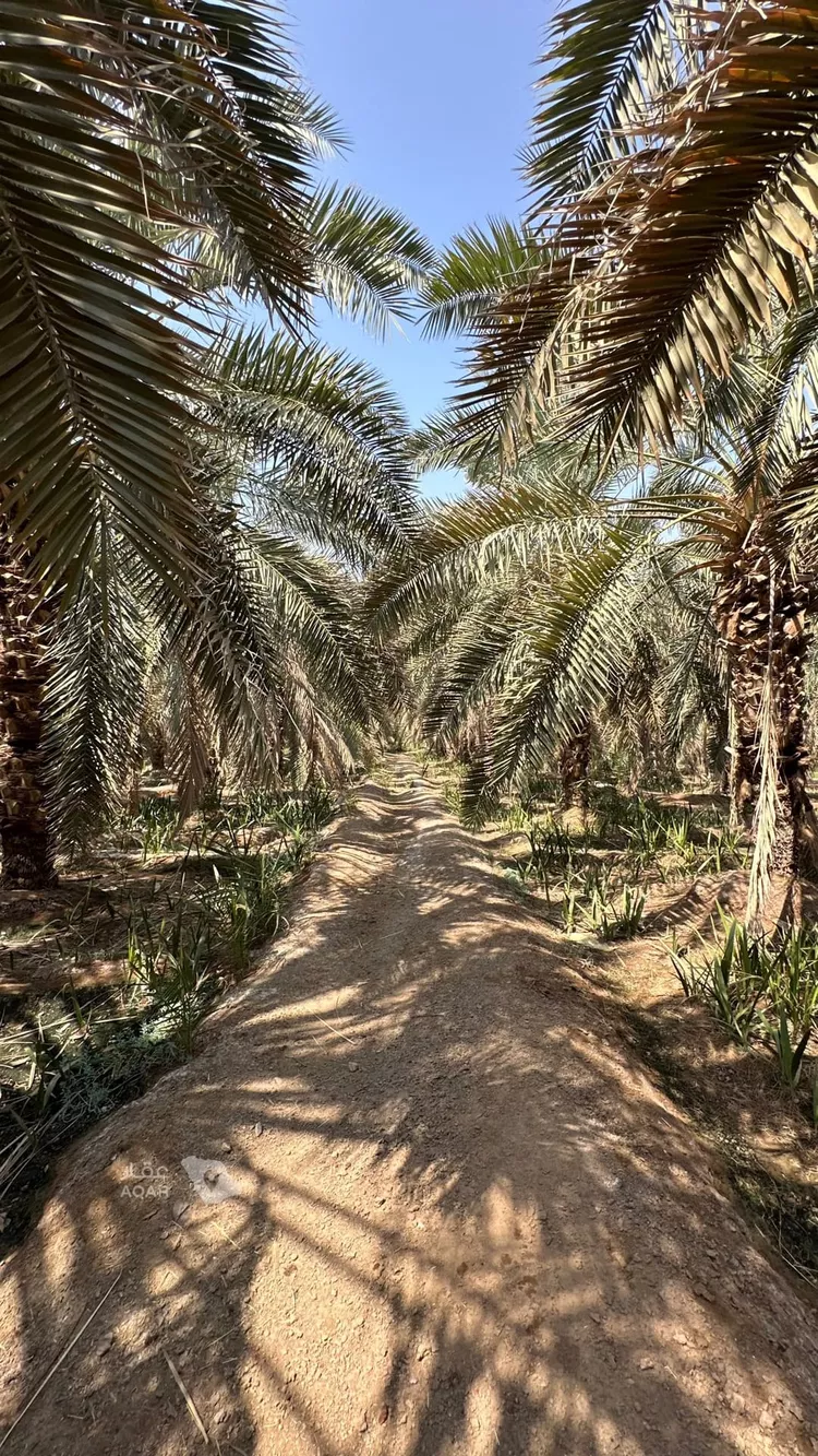 مزرعة للبيع في شارع عز الدين الداري, حي وادي الحمض, مدينة المدينة المنورة, منطقة المدينة المنورة 3