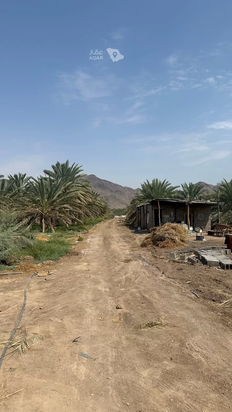 مزرعة للبيع في شارع عز الدين الداري, حي وادي الحمض, مدينة المدينة المنورة, منطقة المدينة المنورة 4