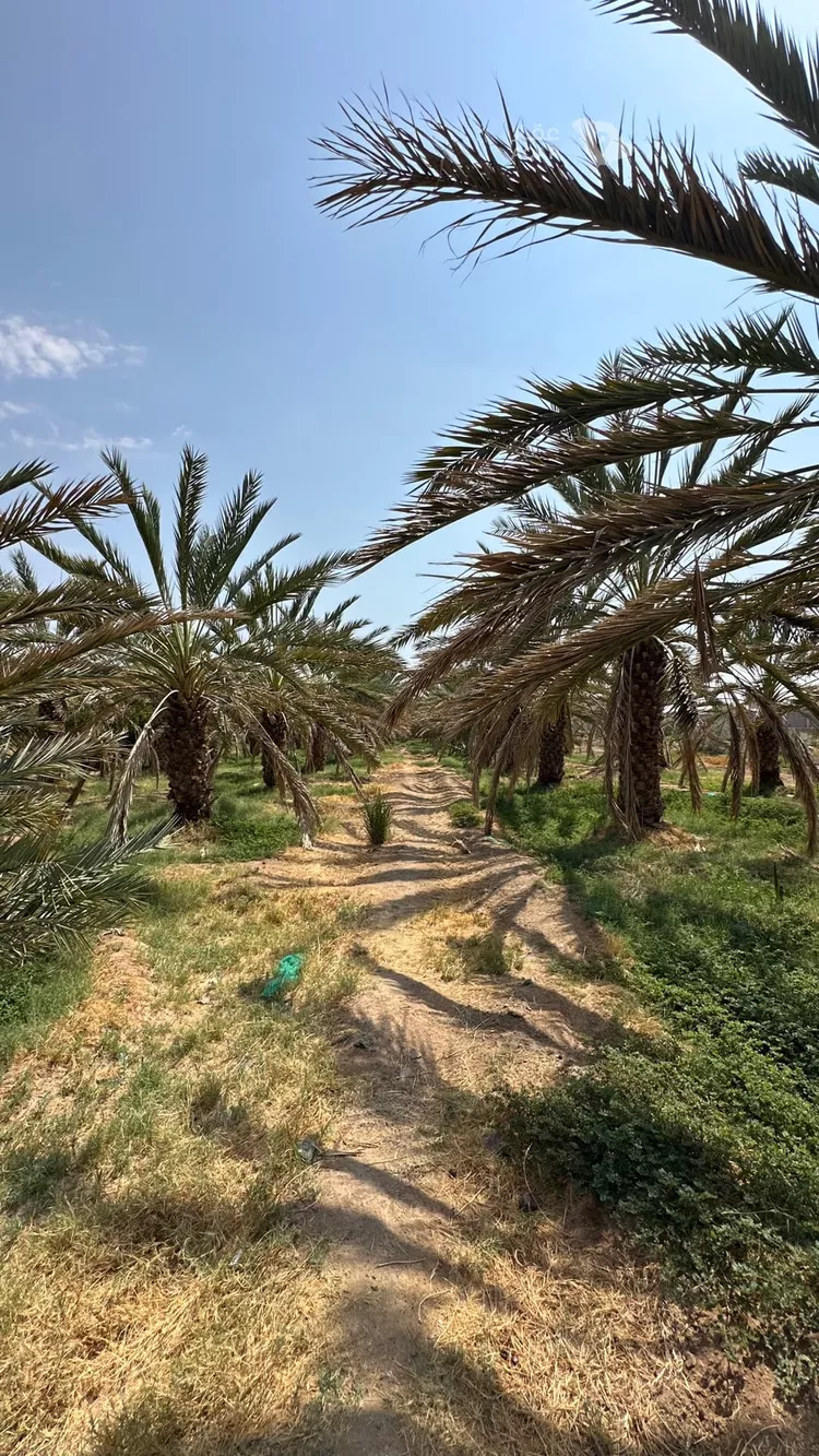 مزرعة للبيع في شارع عز الدين الداري, حي وادي الحمض, مدينة المدينة المنورة, منطقة المدينة المنورة 5