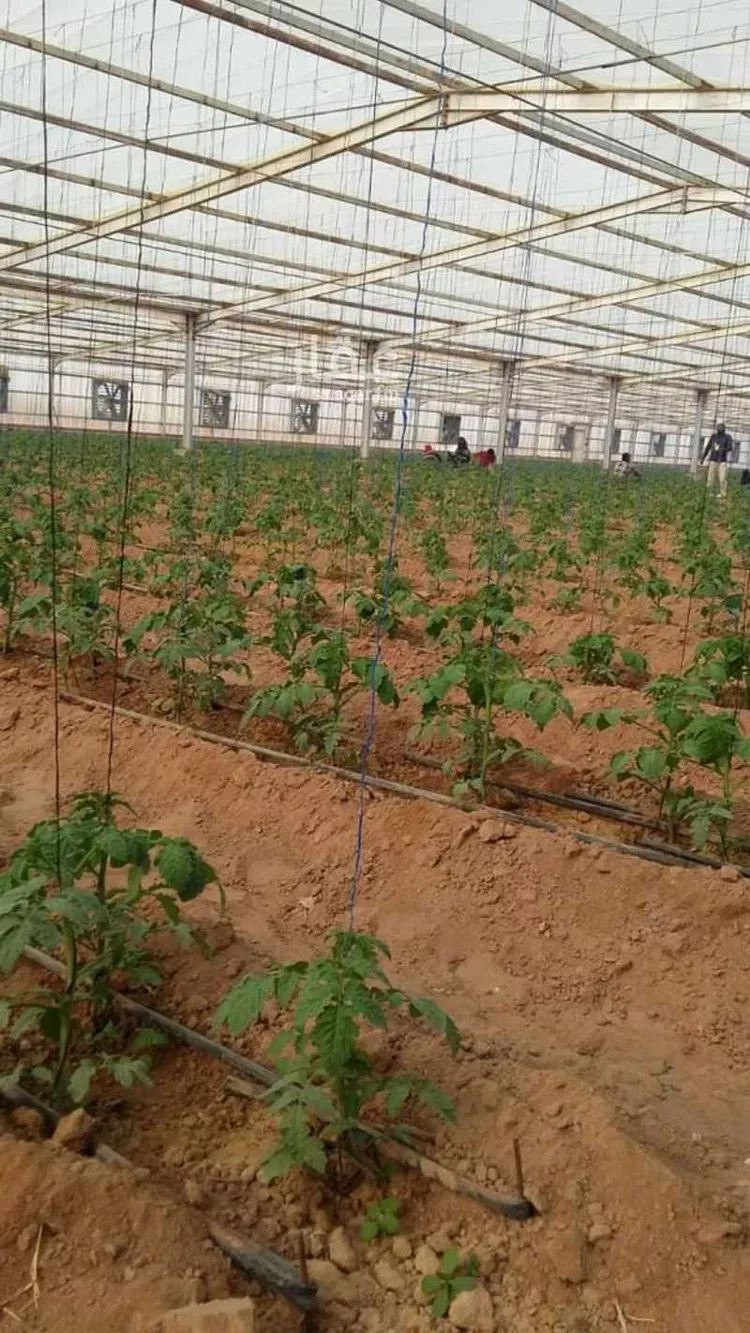 مزرعة للبيع في حي الضبيعة, مدينة الخرج, منطقة الرياض صورة 5