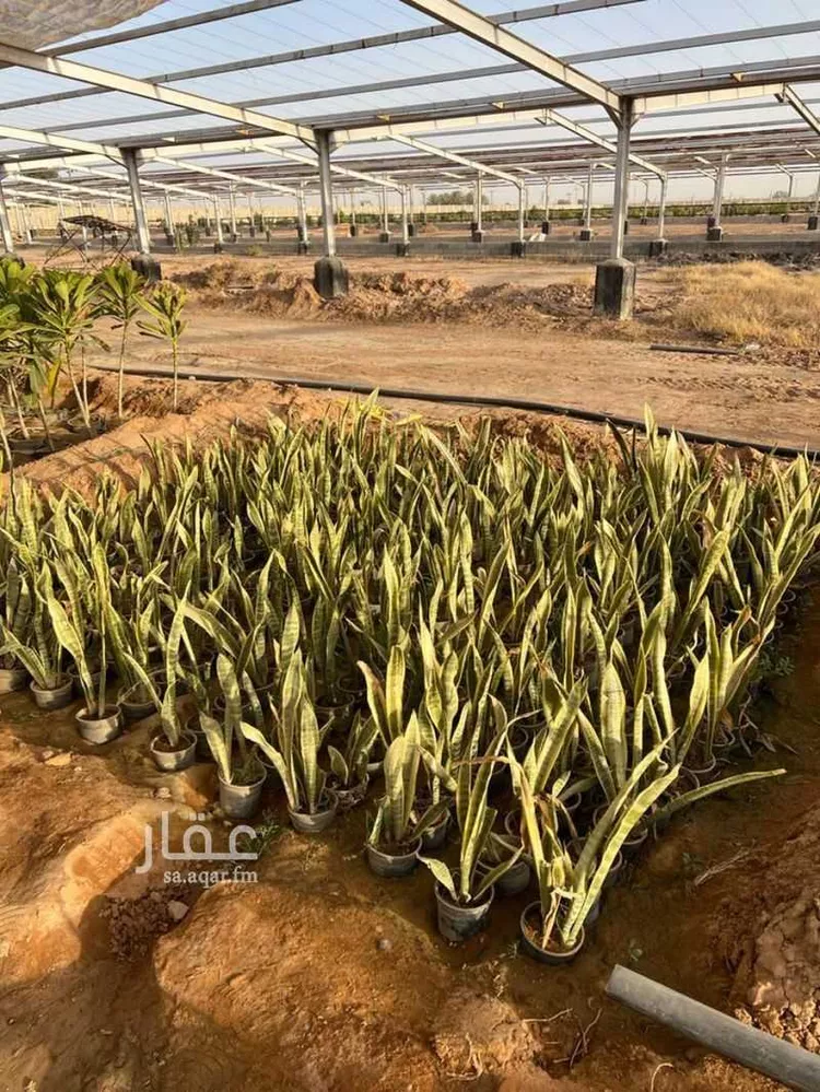 مزرعة للبيع في حي الضبيعة, مدينة الخرج, منطقة الرياض صورة 2